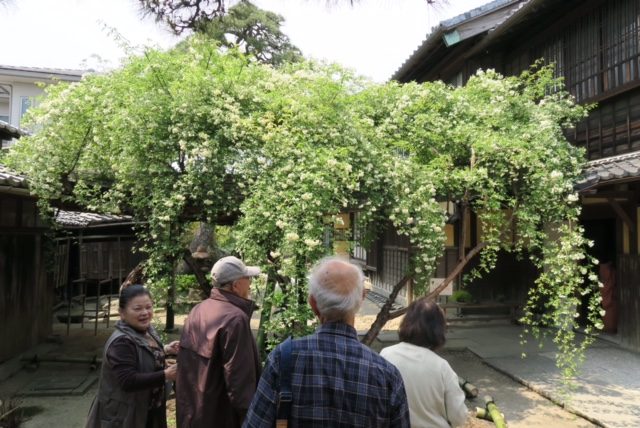 小栗家住宅 白モッコウバラ