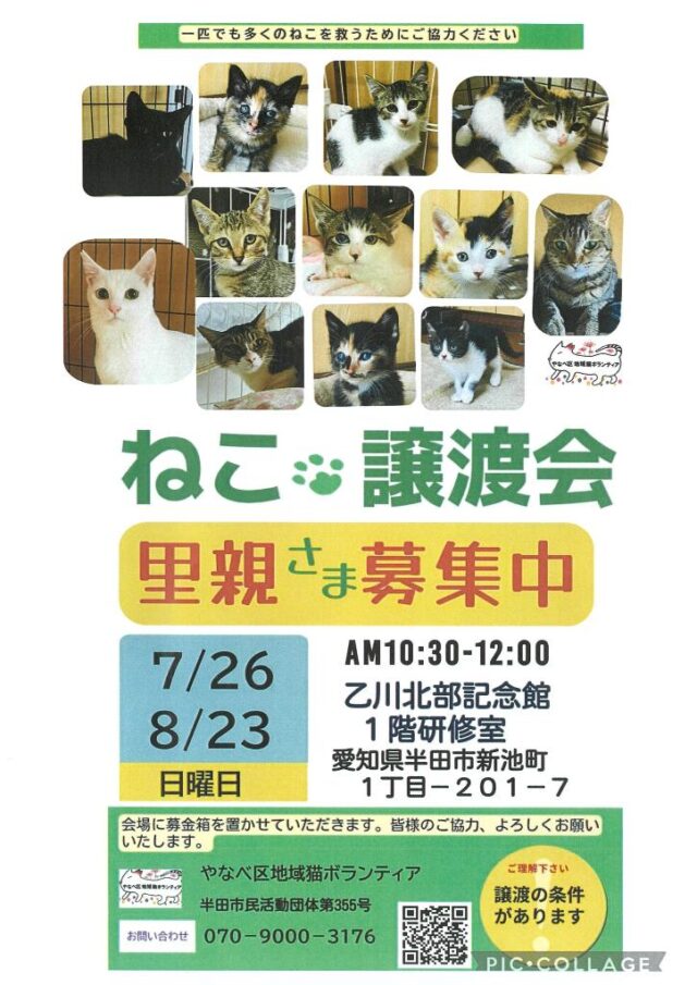 猫譲渡会のお知らせ